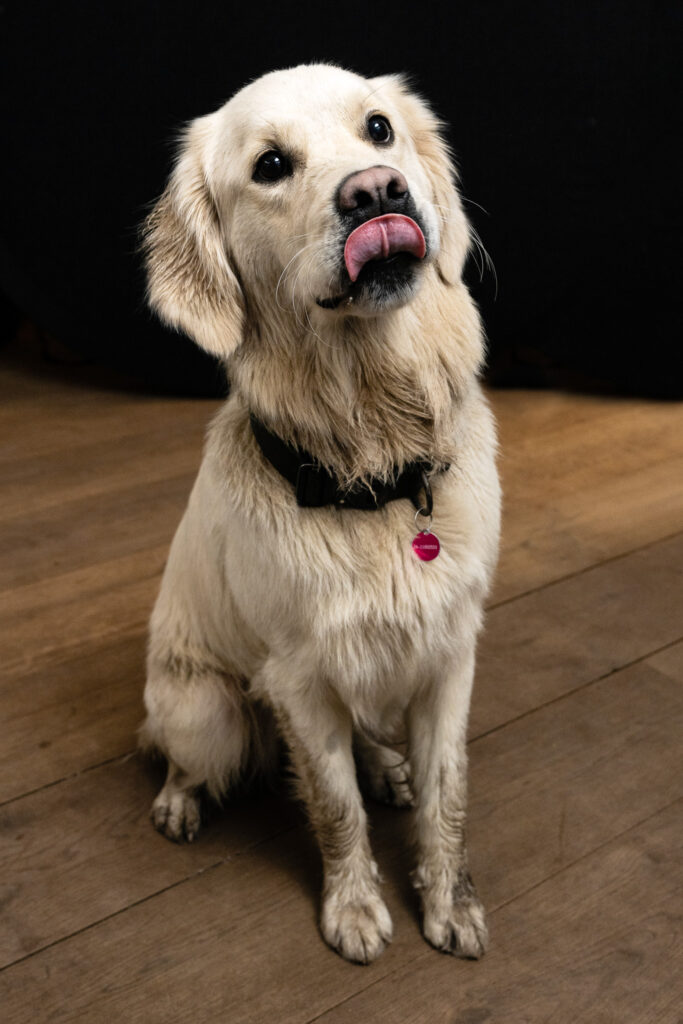 Kantoorhond Beau